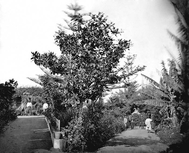 Antiguo jardn de Chano Corvo, en los altos de Moya, Gran Canaria.