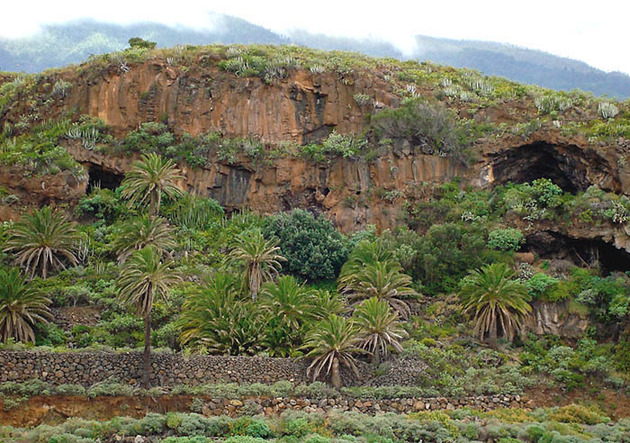 Grupo de cuevas aborígenes en Breña Alta, La Palma, con vegetación espontánea (acebuches y palmeras canarias).