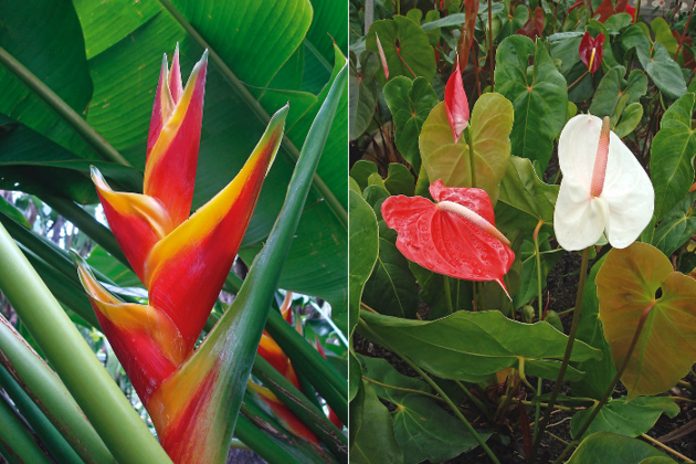 Plantas ornamentales de origen americano