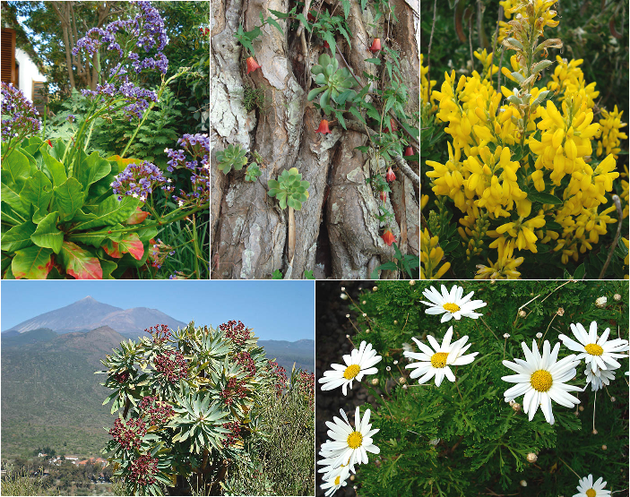Flora Canaria de Interés Ornamental