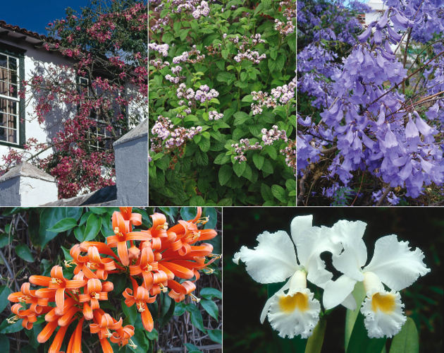 Plantas ornamentales de origen americano