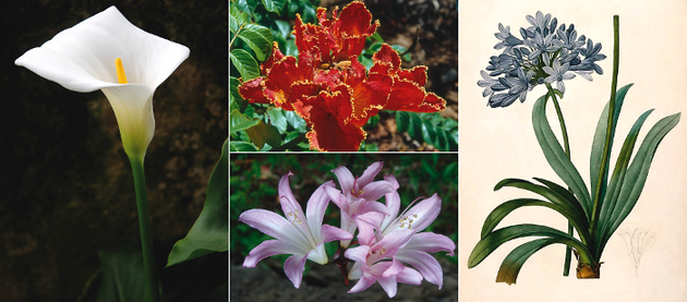 Plantas ornamentales de origen centro y sudafricano
