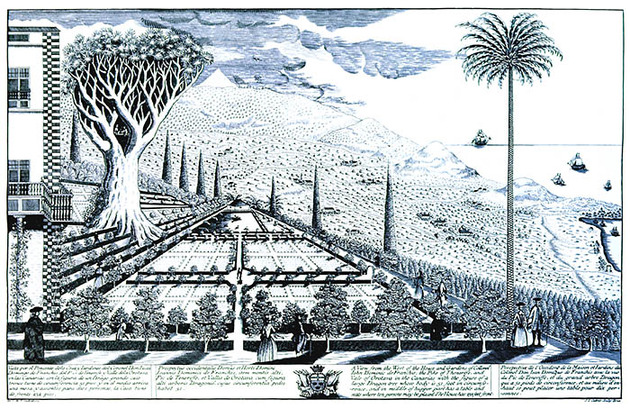 Famoso diseño del jardín de Franchy Alfaro, villa de La Orotava, a finales del siglo XVIII, con el drago ''milenario'' y la palmera de la Conquista. Grabado de Simon Cattoir.