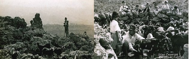 La trashumancia del ganado entre diferentes cotas fue una forma frecuente de aprovechar la diferencia estacional de los recursos pastables y optimizar el uso del territorio (fotos: Archivo Municipal de La Laguna).